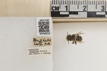 Media type: image;   Entomology 789219 Aspect: Labels